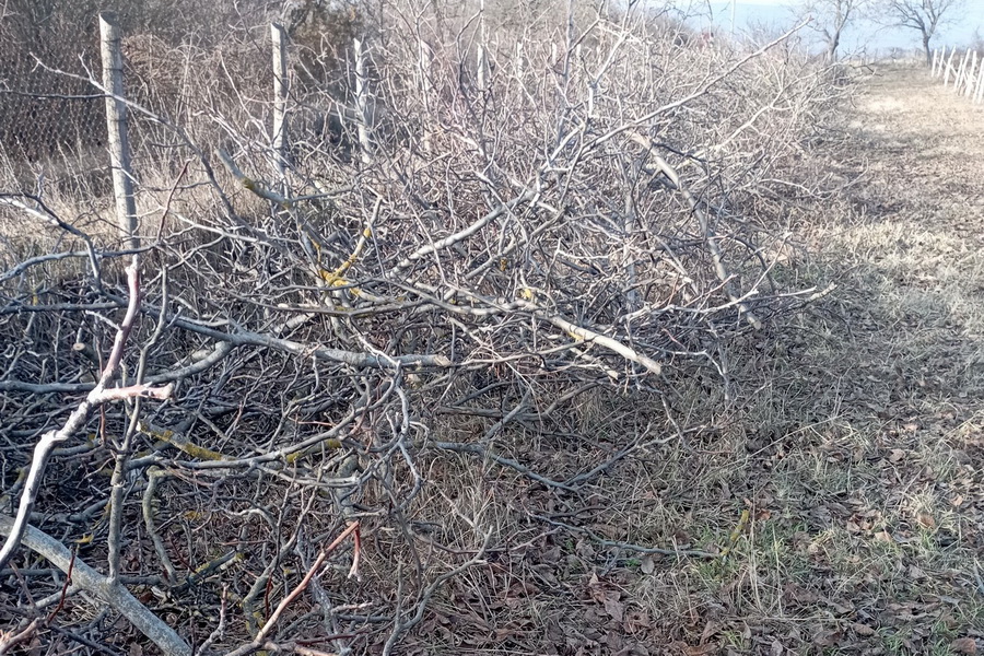 Незаконная рубка леса в соседнем с Гагаузией районе. Как наказали нарушителей