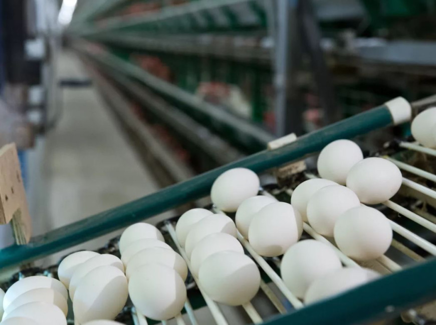 Молдова получила право экспорта в ЕС переработанного мяса птицы и яиц