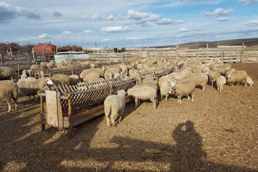 Первая племенная овцеводческая ферма сертифицирована в Комрате
