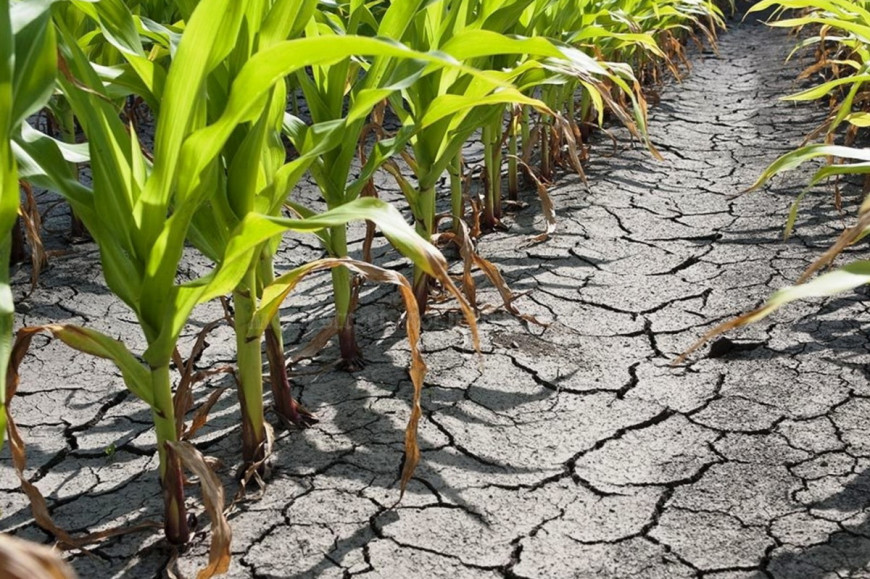Урожай кукурузы и подсолнечника уничтожен засухой в Чишмикиойе