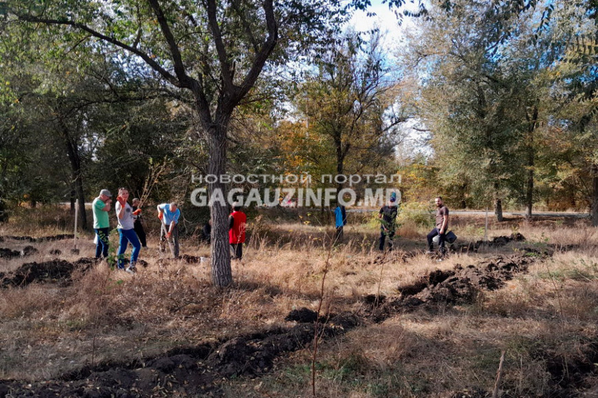 Три тысячи новых деревьев: парку Молодежи в Чадыр-Лунге придают "новую жизнь"