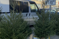 12 дней до Нового года. В Комрате появились в продаже живые елки
