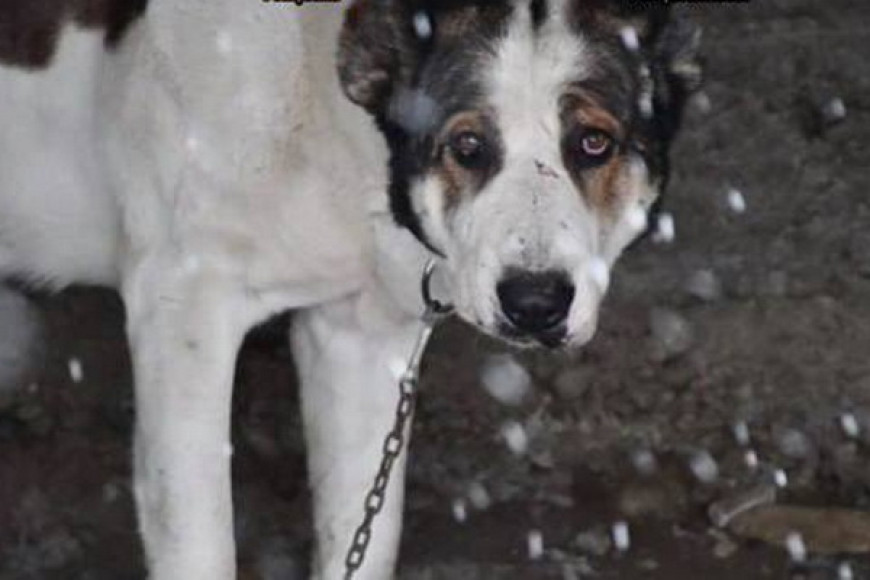 Собачьи бои в Молдове: задержаны восемь граждан Румынии и Молдовы