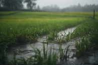 Как дожди сказались на весенних полевых работах – отвечает глава управления АПК Гагаузии