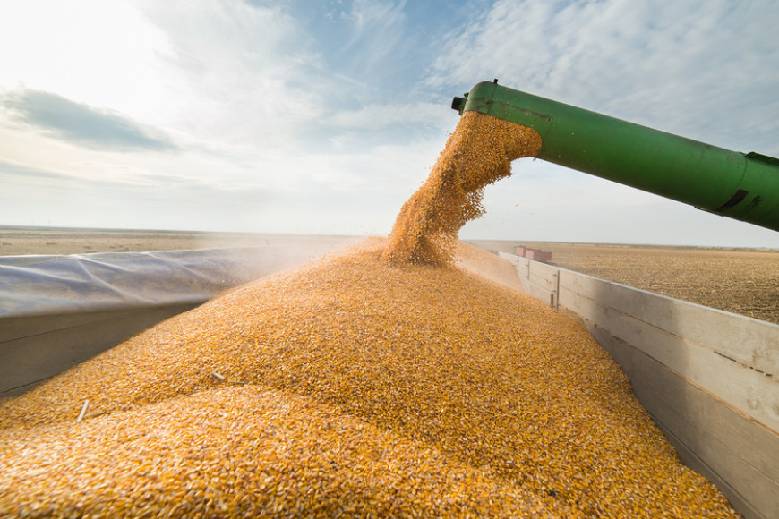 Пятерка стран-экспортеров зерна в ЕС. Молдова вошла в топ