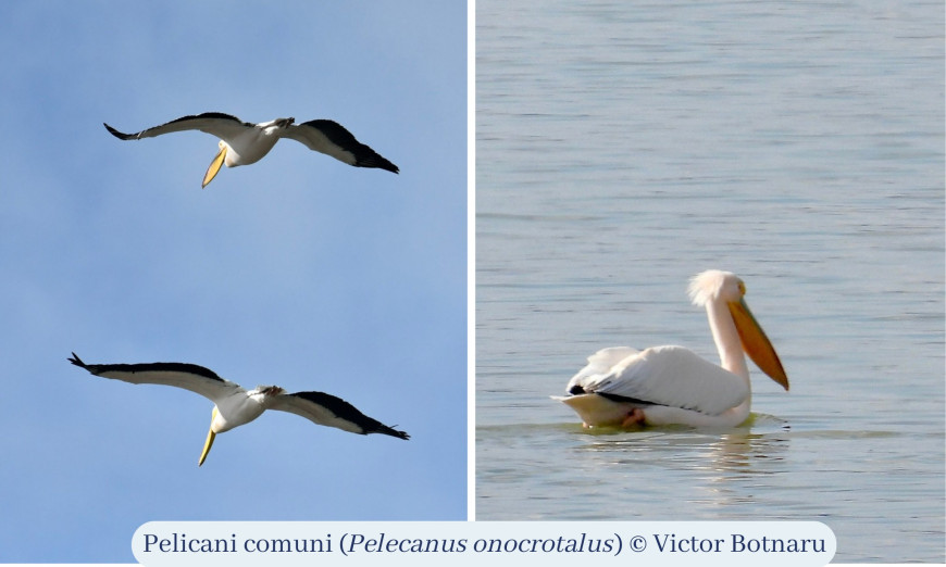 Первые в этом году пеликаны появились на Тараклийском водохранилище
