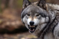 В Гагаузии волки напали на домашних животных