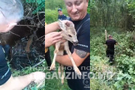 Вблизи Тирасполя пожарные спасли детеныша косули
