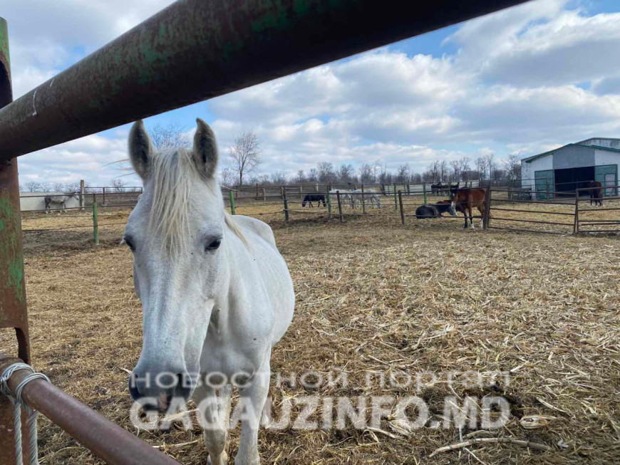 В Гагаузии объявили конкурс на должность директора конефермы "Ат-Пролин"