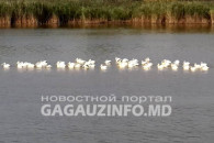 Съедают за раз тонны рыбы. В Кирсово подсчитывают ущерб от пеликанов
