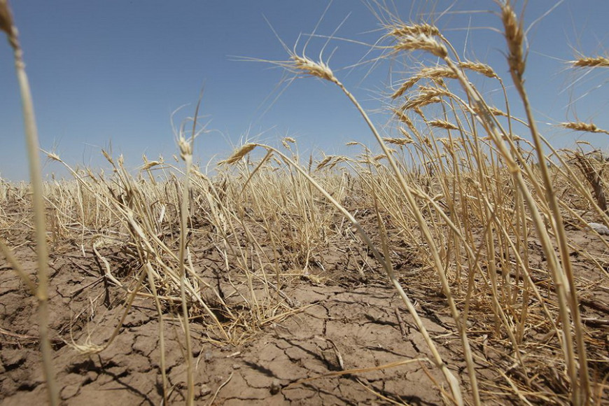 Аграрии подсчитывают ущерб: засуха в Гагаузии затронула 127 полей