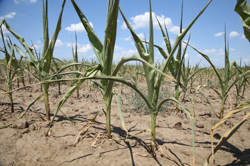 От засухи и града в Гагаузии пострадали 20,7 тысяч гектар полей: аграрии просят Минсельхоз о помощи