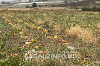 Сильная жара в Гагаузии уничтожила десятки тонн бахчевых культур на полях