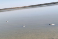 В ANSA рассказали о причинах и последствиях мора рыбы на озере Тараклии