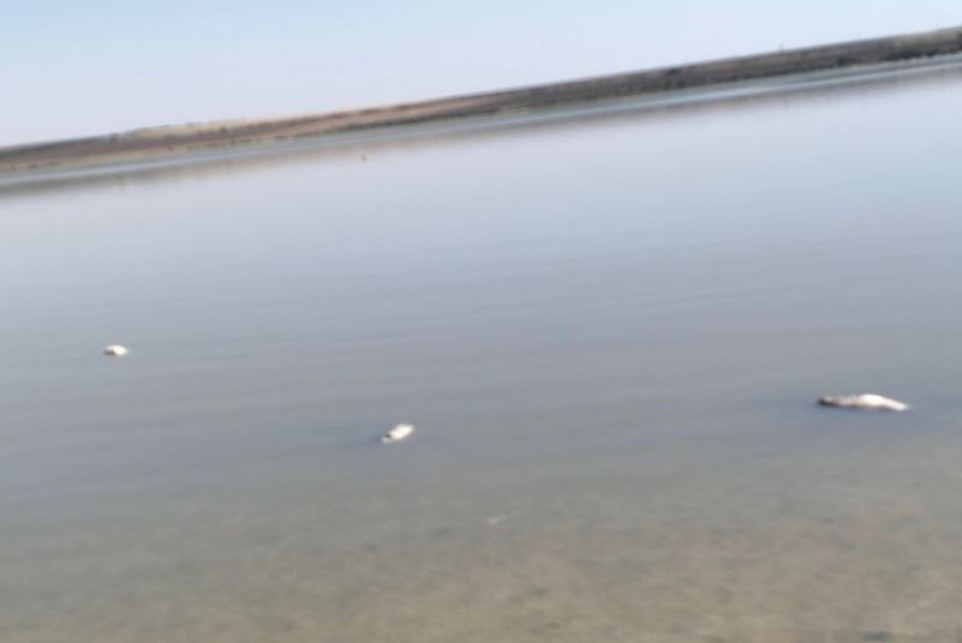В ANSA рассказали о причинах и последствиях мора рыбы на озере Тараклии