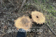 Пейков об уголовных делах и штрафах за вырубку леса: "ждем, когда они вступят в силу, иначе не справимся"