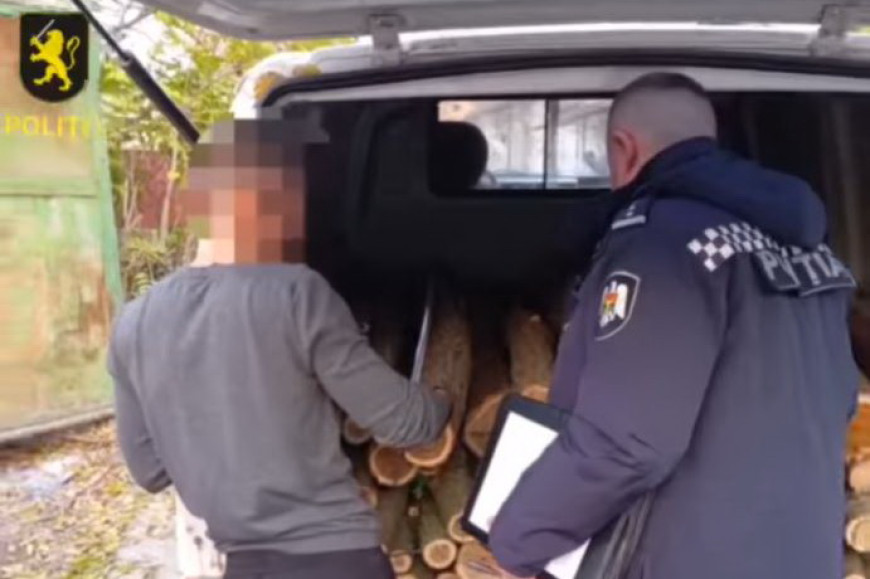 Незаконная вырубка леса в Тараклии: ущерб – 150 тысяч леев, подозреваемые под следствием
