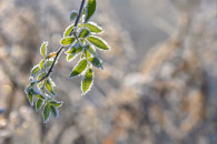 В Молдове ожидаются заморозки до –3°C