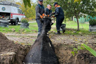 Корову из колодца вытянули в Слободзее спасатели