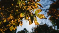 Сразу на 5°C. Гагаузии похолодает