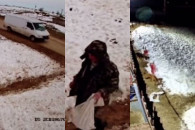 "Привез их на смерть". У приюта для собак в Комрате собака задрала выброшенных водителем щенят