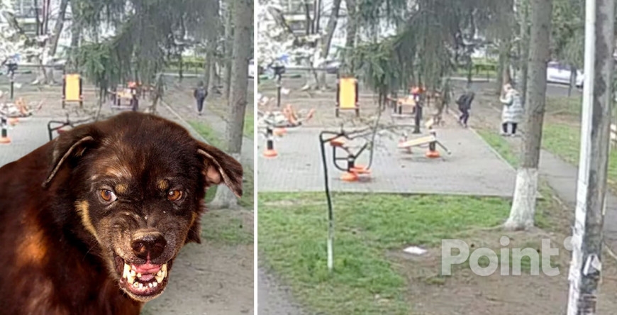 В Кишинёве стая бездомных собак напала на ребёнка