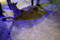 ДТП в Комрате: водитель сбил осла и скрылся