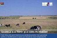 Жители села на границе с Гагаузией жалуются на жару: “Урожая не будет”
