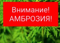 Амброзия заполонила село Конгаз. Жителей призвали помочь в борьбе с опасным аллергеном