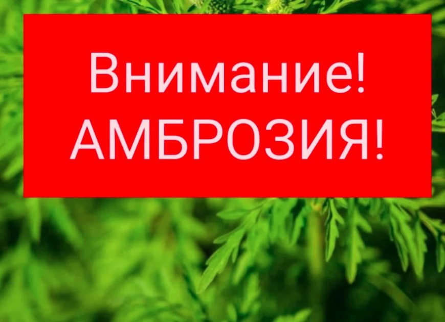 Амброзия заполонила село Конгаз. Жителей призвали помочь в борьбе с опасным аллергеном