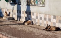 В Чадыр-Лунге стартовал отлов, стерилизация и вакцинация бездомных собак. На сколько особей хватит денег?