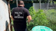 Десятки кустов каннабиса и галлюциногенные грибы обнаружили полицейские в доме жителя Молдовы
