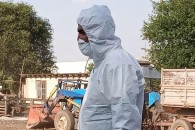 В Вулканештах уничтожили свиней после вспышки АЧС: в городе сохраняется карантин