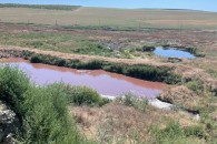 Три животноводческих предприятия в Комрате проверяют экологи после видео в соцсетях