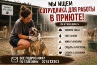 Ищем сотрудника в приют для собак (г.Комрат)!