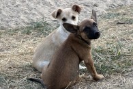 В Басарабяске мужчину оштрафовали на три тысячи за жестокое обращение с собакой