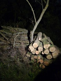 "Черных лесорубов" задержали в Тараклийском районе