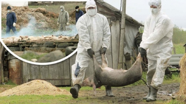 В Молдове выявлен новый очаг африканской чумы свиней