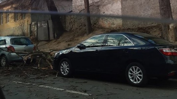 Сильный ветер обрушил ветки деревьев на автомобили в Кишиневе