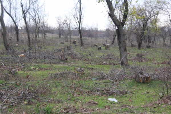 Массовая вырубка леса в селе Кириет-Лунга: злоумышленники срубили сотни деревьев