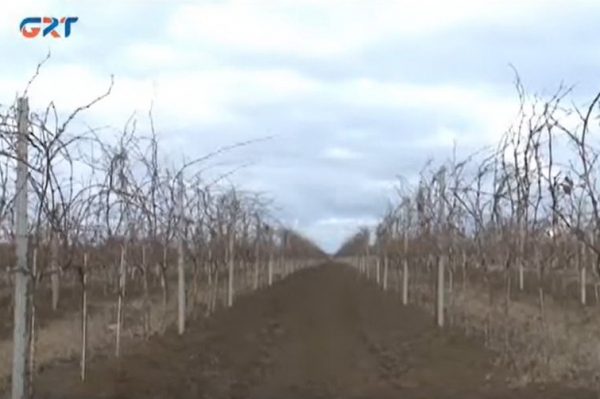 Фермеры из Гагаузии: «Чем дольше нет снега, тем выше вероятность низкого урожая»