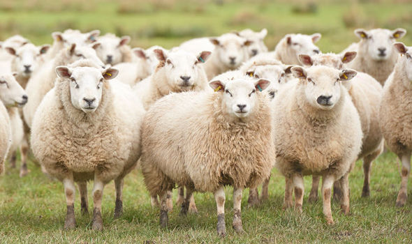 Пограничники помогли жителю Гагаузии найти отару заблудших овец