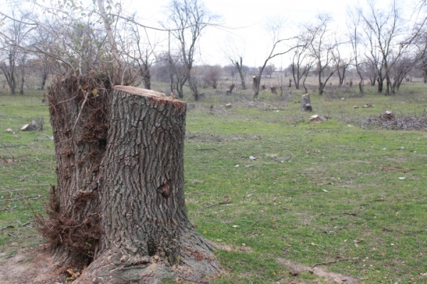 В Гагаузии вдвое выросло количество срубленных «черными лесорубами» деревьев