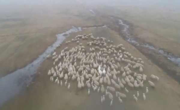 В Дезгинже отару овец пасли на засеянном пшеницей поле. Что грозит нарушителям