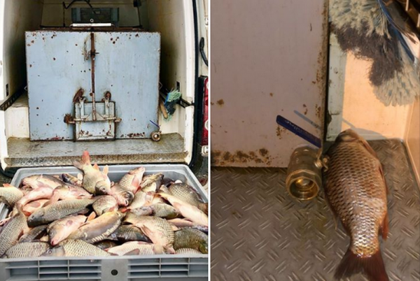 Полтонны рыбы без документов обнаружили в Кишиневе: товар везли на Центральный рынок