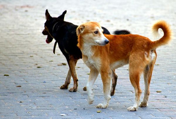 Анастасов о проблеме бродячих собак: «Нужен региональный питомник»