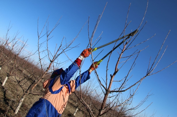 Репортаж: В Гагаузии завершается обрезка плодовых деревьев