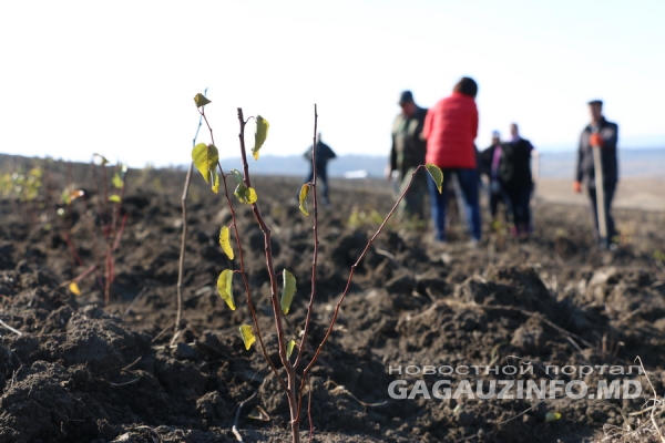 Казаклия станет одним из самых озеленённых сёл Гагаузии