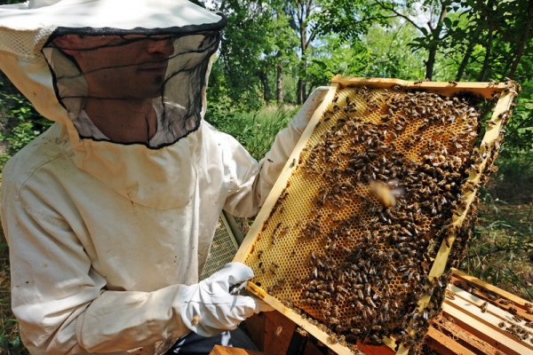 «Есть риски»: пчеловоды Гагаузии о том, как теплая погода повлияет на цену меда