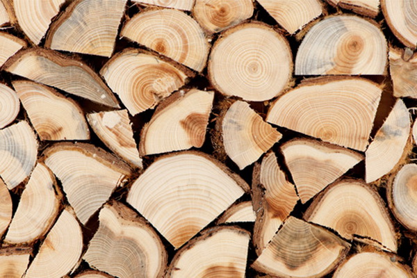 Теплая зима в Молдове: В Лесхозе Комрата остались невостребованными тысячи складометров дров